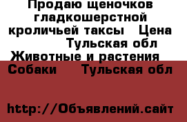 Продаю щеночков гладкошерстной кроличьей таксы › Цена ­ 5 500 - Тульская обл. Животные и растения » Собаки   . Тульская обл.